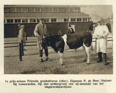 99067 Afbeelding van de prijswinnende stier in de rubriek Friese graskalveren van eigenaar P. de Boer te Huizum bij ...